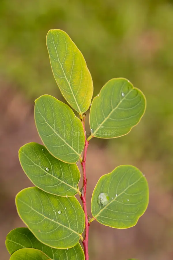 Macropanax dispermus